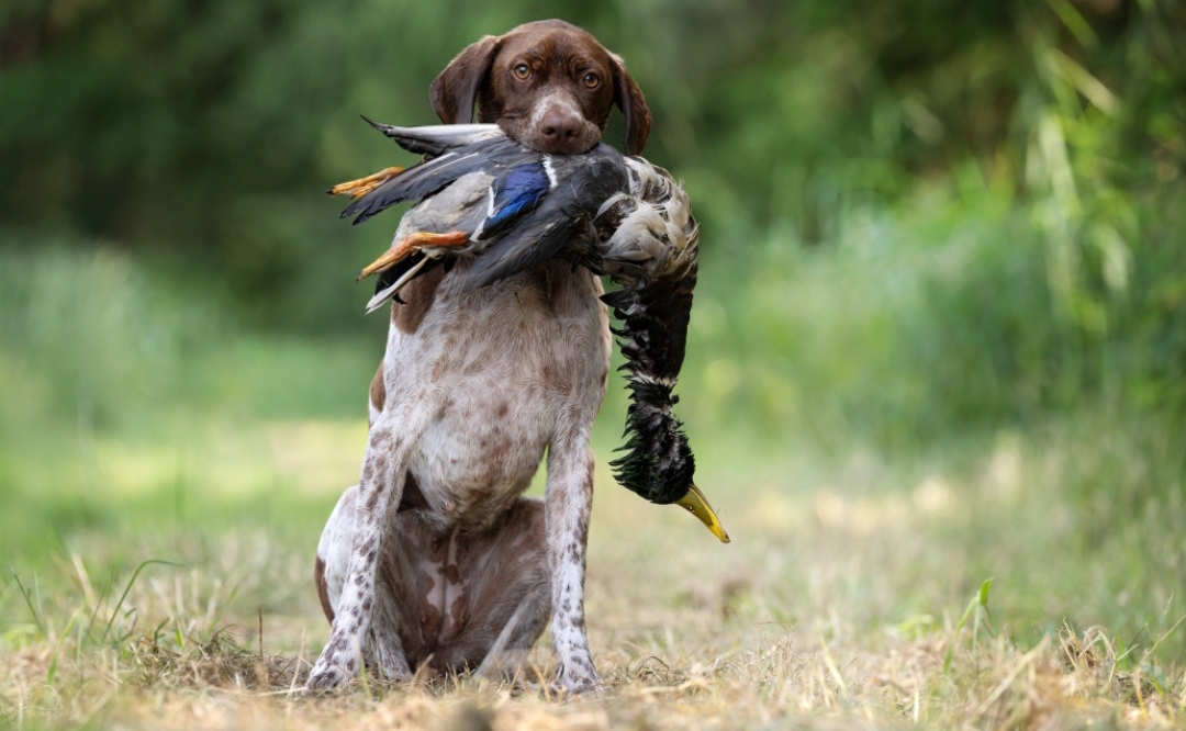 Jagdhund apportiert Ente